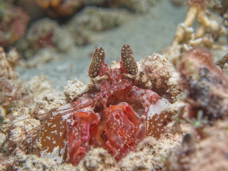 Spearing Mantis Shrimp, Home Reef